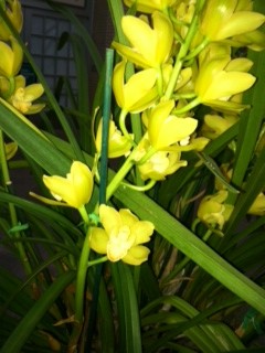 Wordless Wednesday: United States Botanic Garden
