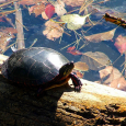 Chances are you may have had a pet turtle when you were small, or at least knew a child who did. I have known several tiny turtle pet owners who were unaware of the deadly pet who was living under their roof with their children. So if you or someone you know has a small turtle living in one of their fish tanks, let them know, turtles can be harmful to their loved ones. It is surprising to learn that turtles have been illegal since 1975. According to the FDA’s website and last updated on August 30, 2012 the Center...