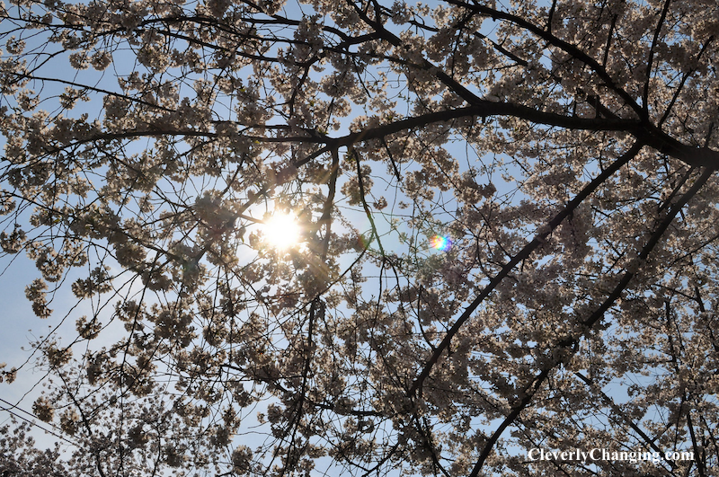 Visit Kenwood Cherry Blossoms a