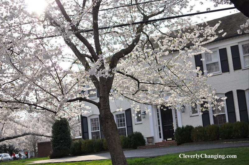 Visit Kenwood Cherry Blossoms b