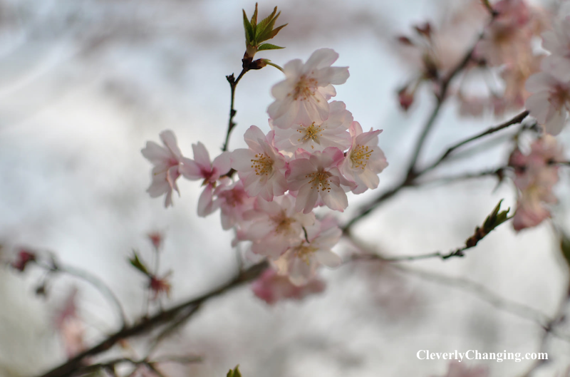 Visit Kenwood Cherry Blossoms c