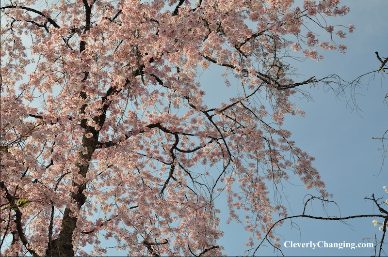 Kenwood Cherry Blossoms d