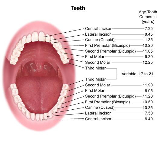 Teeth and Growth Chart
