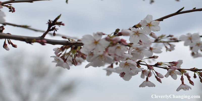 DC cherry Blossoms