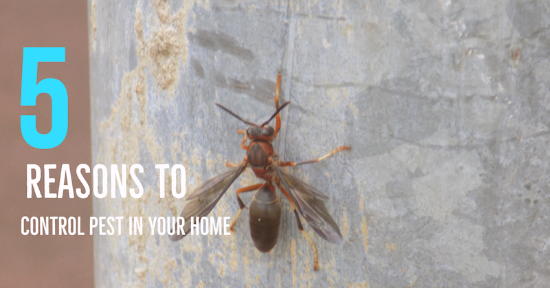 5 reasons to control pest in your home