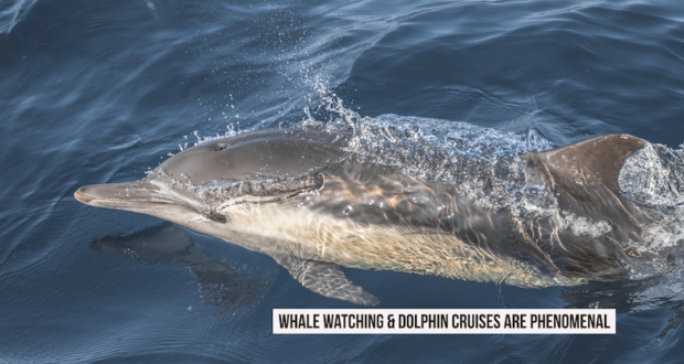 Find out why Whale Watching & Dolphin Cruise are phenomenal
