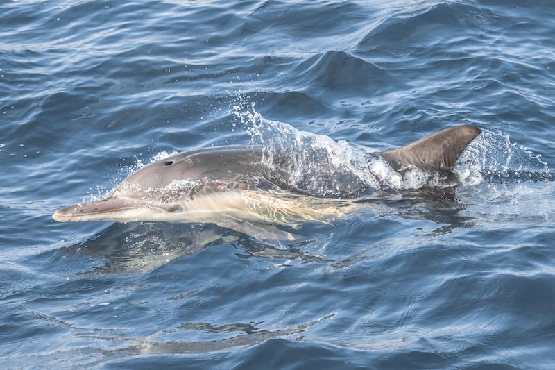 Gray and White Dolphin in the Pacific Oceanjpg