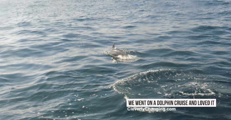 We Went on a Dolphin Cruise and Loved it near Newport Beach | Dolphin fin swimming in the ocean