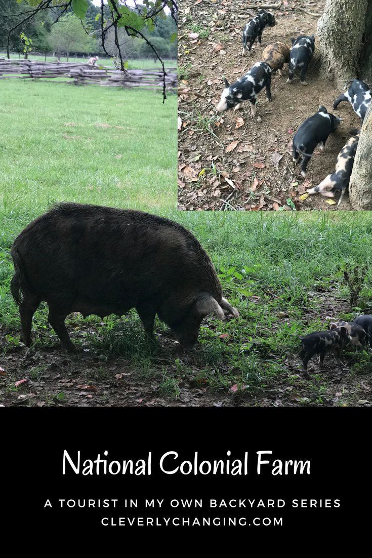 Hogs that are about the fo the Colonial breeding program