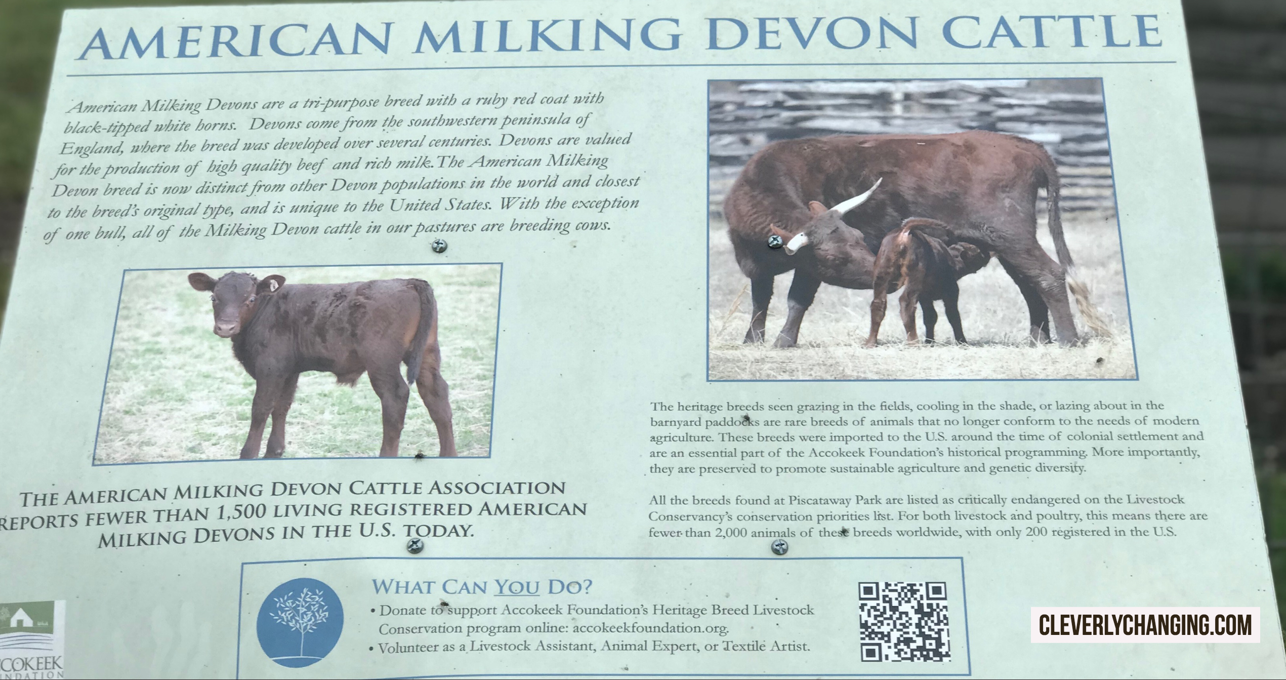 The American Milking Devon Cattle