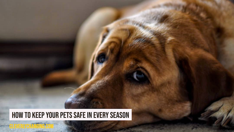 How to Keep Your Pets Safe in Every Season