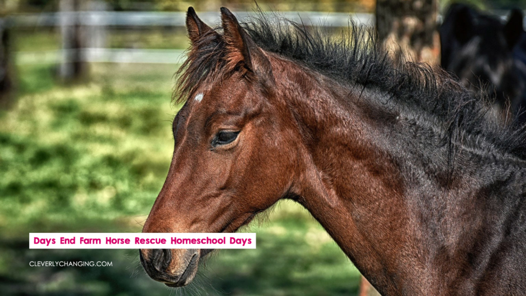 Days End Farm Horse Rescue Homeschool Days
