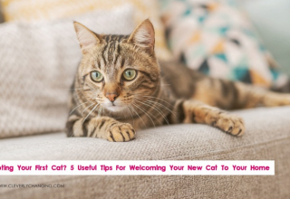 Adopting Your First Cat? 5 Useful Tips For Welcoming Your New Cat To Your Home