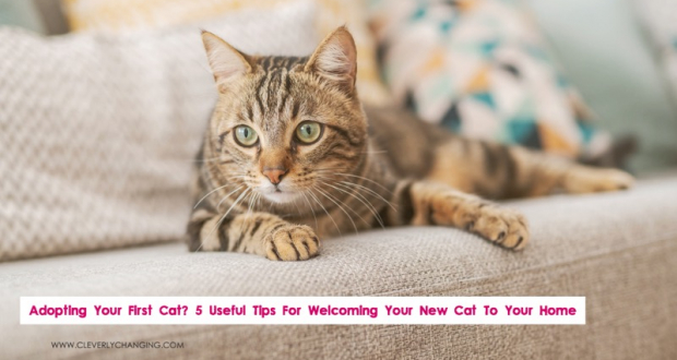 Adopting Your First Cat? 5 Useful Tips For Welcoming Your New Cat To Your Home