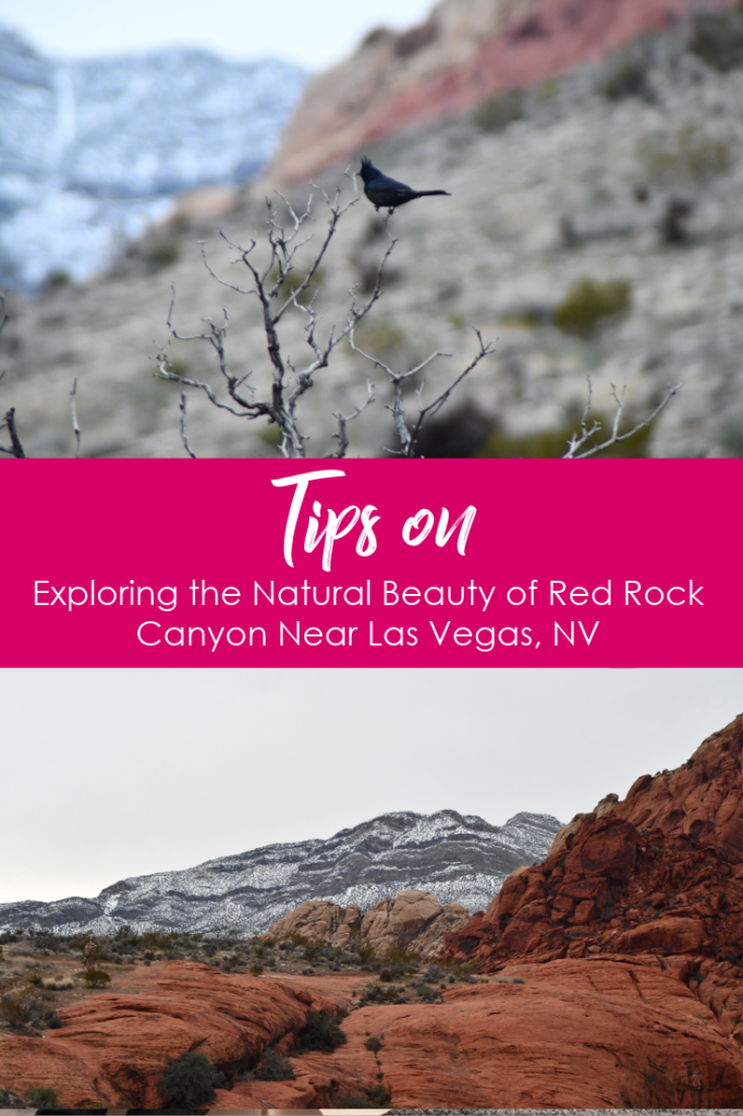 Exploring the Natural Beauty of Red Rock Canyon with Your Family: A Perfect Escape in Las Vegas, NV